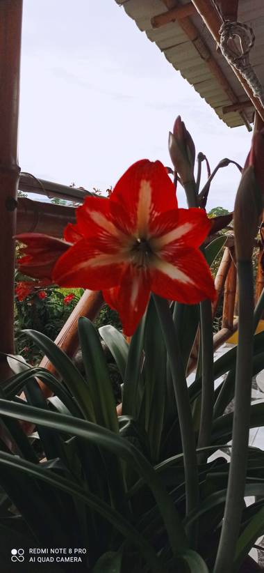 pastoressd en Hamelin: Flora  (Pitalito)