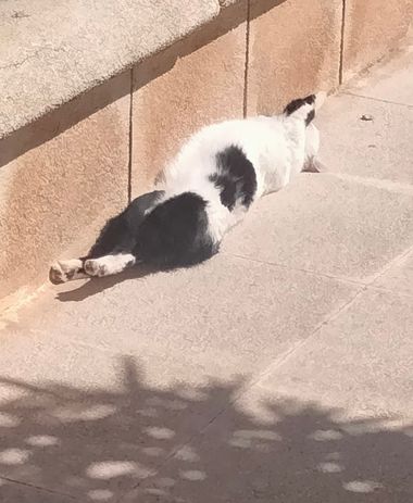 Solerantonio2 en Hamelin: Fauna  (Calle Poeta Blas Otero), Felino
