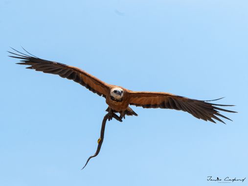 Jairo Cadavid en Hamelin: Fauna  (San Luis de Palenque), Busarellus nigricollis (Latham, 1790), #aves #colombia #hamelin #wildlife #birds #beautiful #natur...