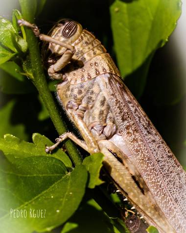 PEROMA_PHOTO en Hamelin: Fauna  (Cártama), . 