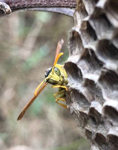 Beethovenzujo_86 en Hamelin: Fauna  (Murcia), Avispa francesa
#polistesgallicus #polistes #avispa #wasp #nature #naturalezamurcia 