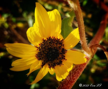Eva.160968 en Hamelin: Flora  (Amán), Helianthus debilis, #flora 
