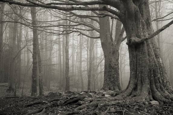 Ignicapillus en Hamelin: Paisaje  (Fogars de Montclús), Hayedo de Santa Fe

Santa Fe del Montseny es un lugar muy popular en la provincia de Barcelona. Los...