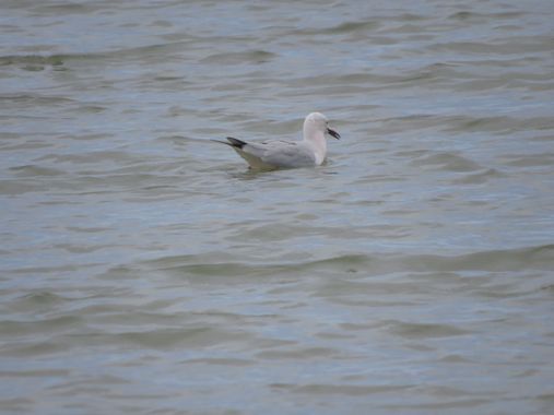 Solerantonio2 en Hamelin: Fauna  (Níjar), Gaviota