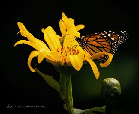 juanandrescardona01 en Hamelin: Fauna  (El Retiro), Especie de mariposa migratoria parte de la familia Nymphalidae, ampliamente distribuida por todo el mun...
