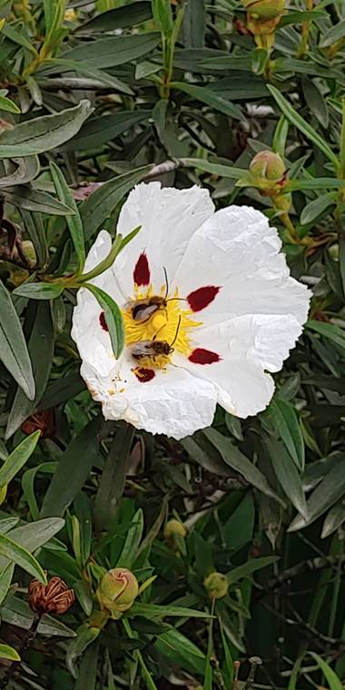 phacher en Hamelin: Flora  (Madrid), Cistus ladanifer, #flor #flores