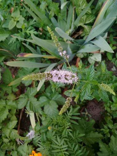 Supra3179 en Hamelin: Flora  (Chajarí), Mentha spicata, #menta 