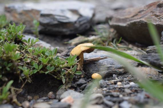 Reich  en Hamelin: Observación  (Aldeire), #flora21 