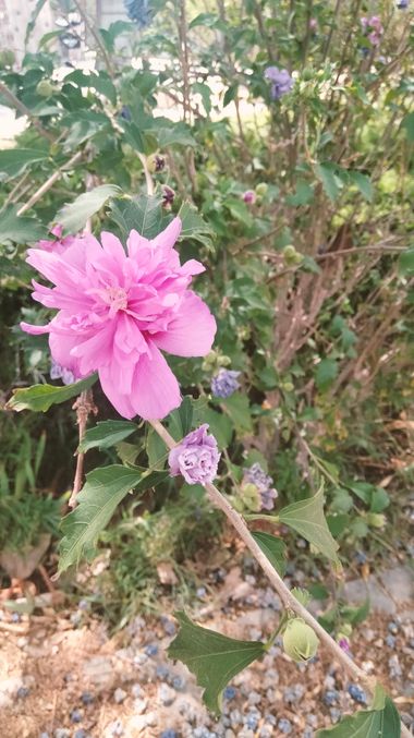 Solerantonio2 en Hamelin: Flora  (La Vega de Acá), Planta