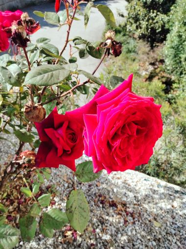 Solerantonio2 en Hamelin: Flora  (Paseo Marítimo Carmen de Burgos), Rosas de jardin