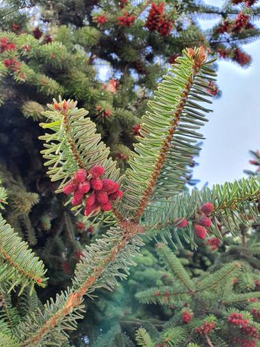 Safari.faby en Hamelin: Flora, #árbol #rojo