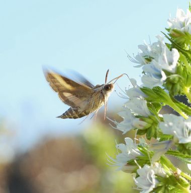 molaye02 en Hamelin: Fauna  (Las Palmas de Gran Canaria), 📸🦋🪽
