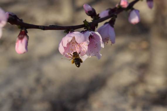 carogv1995 en Hamelin: Flora  (Campos del Río), #almendrosenflor #flora21 #avejamaya 