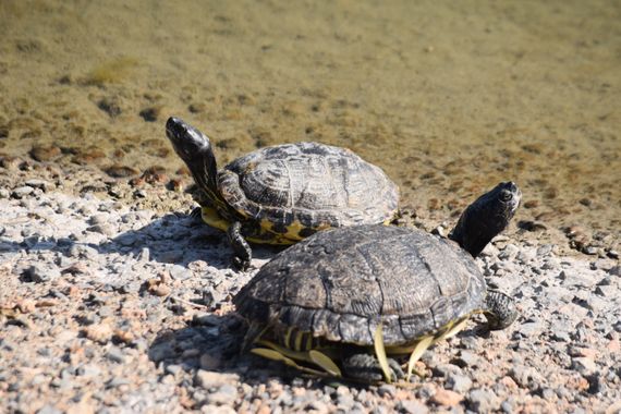 Solerantonio2 en Hamelin: Fauna  (Almería), Galapago