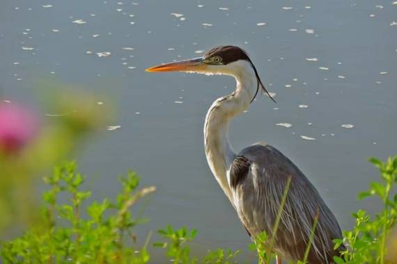Acedogloria en Hamelin: Fauna  (Junín), Ardea cocoi Linnaeus, 1766, #Aves21
Es la especie más grande en su familia, mide entre 80 cm. y 1 metro de altura. ...