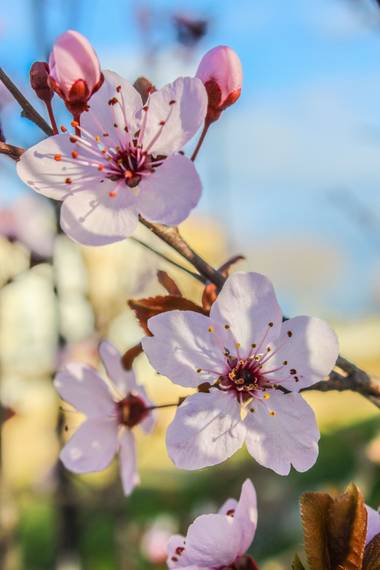 ARTURO  en Hamelin: Flora, Prunus cerasifera, #flores 
