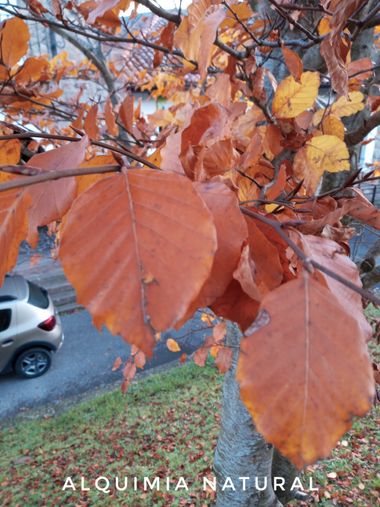 Alquimia Natural en Hamelin: Flora  (Ruente), Fagus sylvatica, #invierno2023 