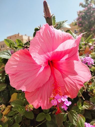 Solerantonio2 en Hamelin: Flora  (Almería), Planta