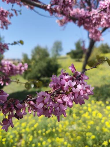 IreneRoldan en Hamelin: Flora  (Madrid), Cercis siliquastrum, Flores de primavera