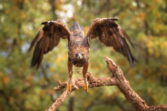 Arteaganature en Hamelin: Fauna  (El Barco de Ávila), #aves21 