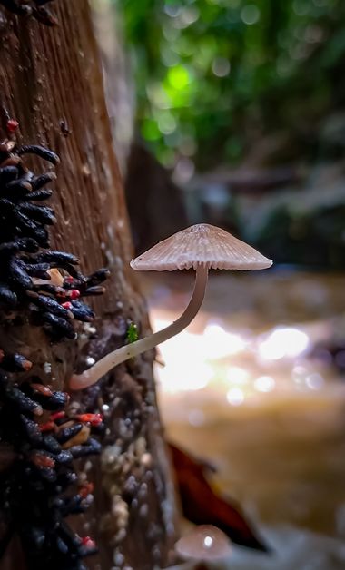 Michael_vinasco en Hamelin: Observación  (Ansermanuevo), #flora #fungi