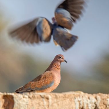 Ignicapillus en Hamelin: Fauna  (Pachalik d'Ait Meloul ⵍⴱⴰⵛⴰⵡⵉⵢⴰ ⵏ ⴰⵢⵜ ⵎⴻⵍⵍⵓⵍ باشوية ايت ملول), Streptopelia senegalensis (Linnaeus, 1766), Tórtola senegal...