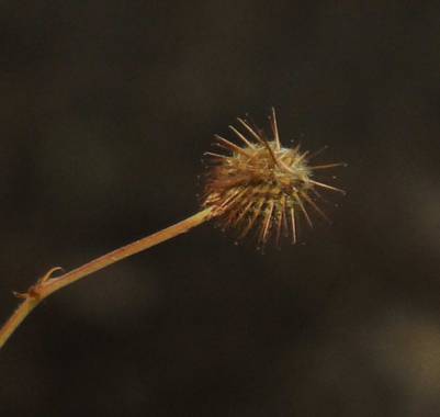 Zukerrene en Hamelin: Flora, Geum urbanum