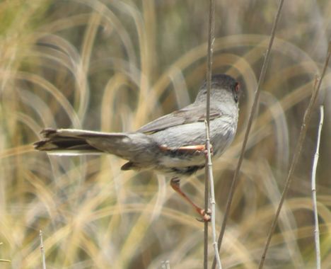 Solerantonio2 en Hamelin: Fauna  (Níjar), Sylvia melanocephala (Gmelin, 1789), Ave