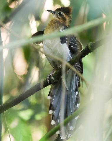 jhonathanmiranda1 en Hamelin: Fauna  (Tovar), #Aves21 un Hermoso Cuco Pavón haciendo un despliegue para su hembra el día de San Valentín.

#Aves21 #birdsof...