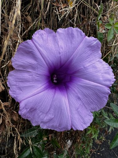 Eudimer20 en Hamelin: Flora, Ipomoea cairica, #flower