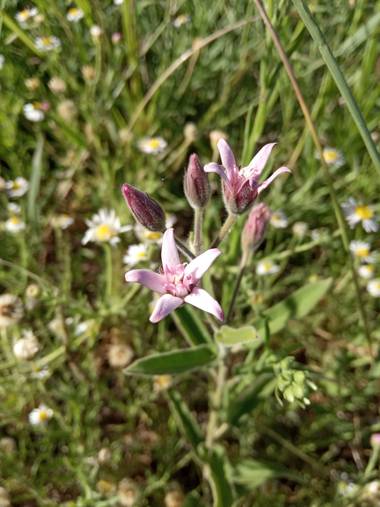 Juani✨ en Hamelin: Flora  (Victoria), Oxypetalum solanoides, La 