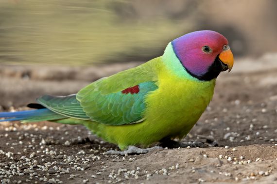 Ignicapillus en Hamelin: Fauna  (Sattal), Psittacula cyanocephala (Linnaeus, 1766), Cotorra cabeciazul

Es un pariente cercano de la cotorra de Kramer (Psi...