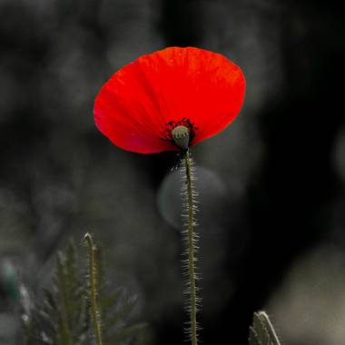 Mistela17 en Hamelin: Flora  (Palencia), Papaver rhoeas, #flora21 