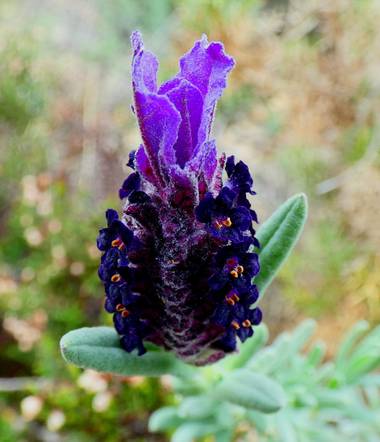 Miguelacuario36 en Hamelin: Flora  (Conil de la Frontera), Lavandula stoechas, #flor