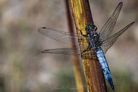Florentinoeugenio en Hamelin: Fauna  (Velilla de San Antonio), #libelula 