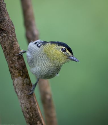 Sergioandrescuellar16 en Hamelin: Fauna  (Florencia), Pachyramphus versicolor (Hartlaub, 1843), #bird #birdsofcolombia #birding #hamelin #birdsphotography 