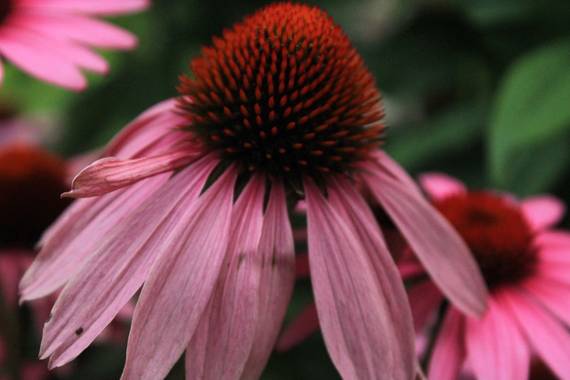 AndreaTorres en Hamelin: Flora  (Santiago de Compostela), Echinacea purpurea, #parquesyjardines 