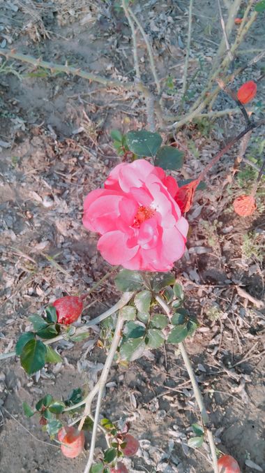 Solerantonio2 en Hamelin: Flora  (Almería), Rosa de jardin