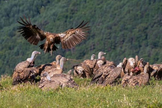 Rubén Pascual Fotógrafo en Hamelin: Fauna  (Tella-Sin), Gyps fulvus fulvus, #aves21 