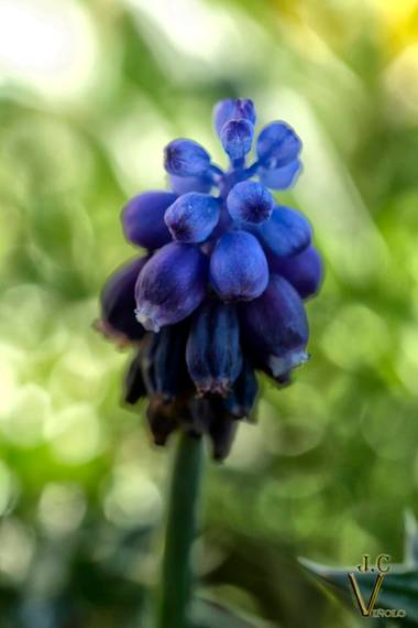 Juankafv en Hamelin: Flora  (Antequera), Muscari neglectum Guss., Comúnmente conocido como nazareno

#flor #flores #flower #macro #macrofotografia #campo #...