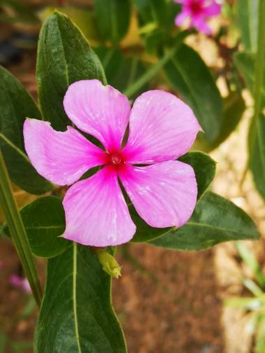 Laauritaconde en Hamelin: Flora  (Telde), Catharanthus roseus, Flor color Rosa 🌺
#flor #rosa #naturaleza #hamelin 
#primavera #flores #respirar 