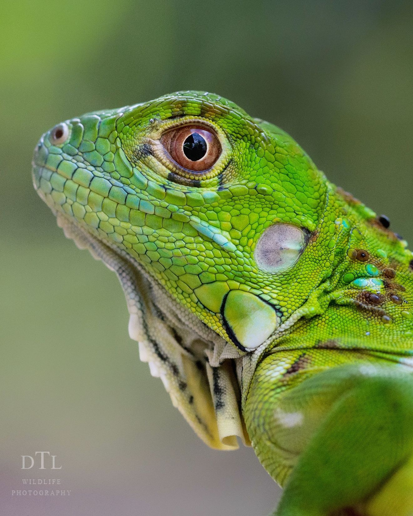 "Iguana verde" (Iguana iguana) 