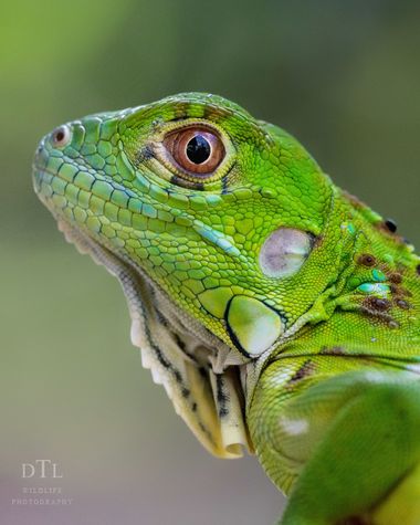 Danieltejero_photography en Hamelin: Fauna  (Batan), Iguana iguana (Linnaeus, 1758), Este juvenil de iguana verde no dudó en acercarse al refugio sin impor...