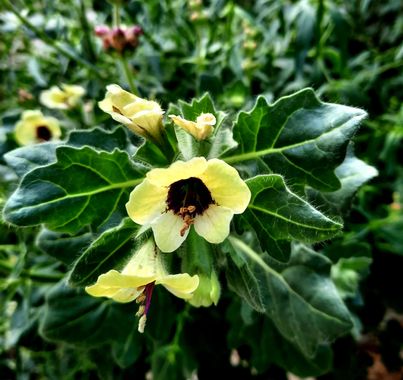 Naomi en Hamelin: Flora  (Setenil de las Bodegas), Hyoscyamus albus, #flores 
