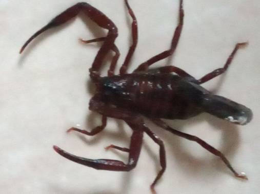 Louisfm30 en Hamelin: Fauna  (La Candelaria), Alacranes en casa