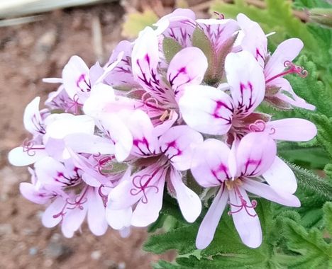 Solerantonio2 en Hamelin: Flora  (Níjar), Pelargonium graveolens, Planta