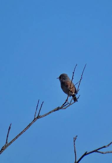 Mivilor68 en Hamelin: Fauna  (Villafranca del Bierzo), No tengo muy claro que especie es🤔
#paparazziaves 