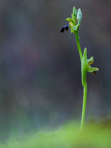 Juanfra.1791 en Hamelin: Flora  (Alhama de Almería), Ophrys lupercalis Devillers-Tersch. & Devillers, G