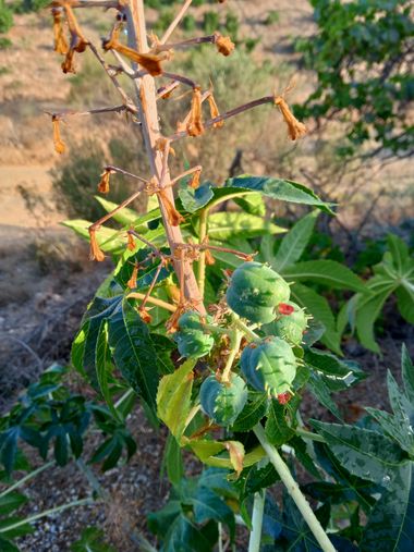 Apasnau75 en Hamelin: Flora  (Vélez-Málaga), Ricinus communis, #flora22