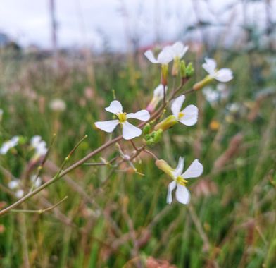 Mpinfante en Hamelin: Flora, Brassica barrelieri, #Rábano silvestre 